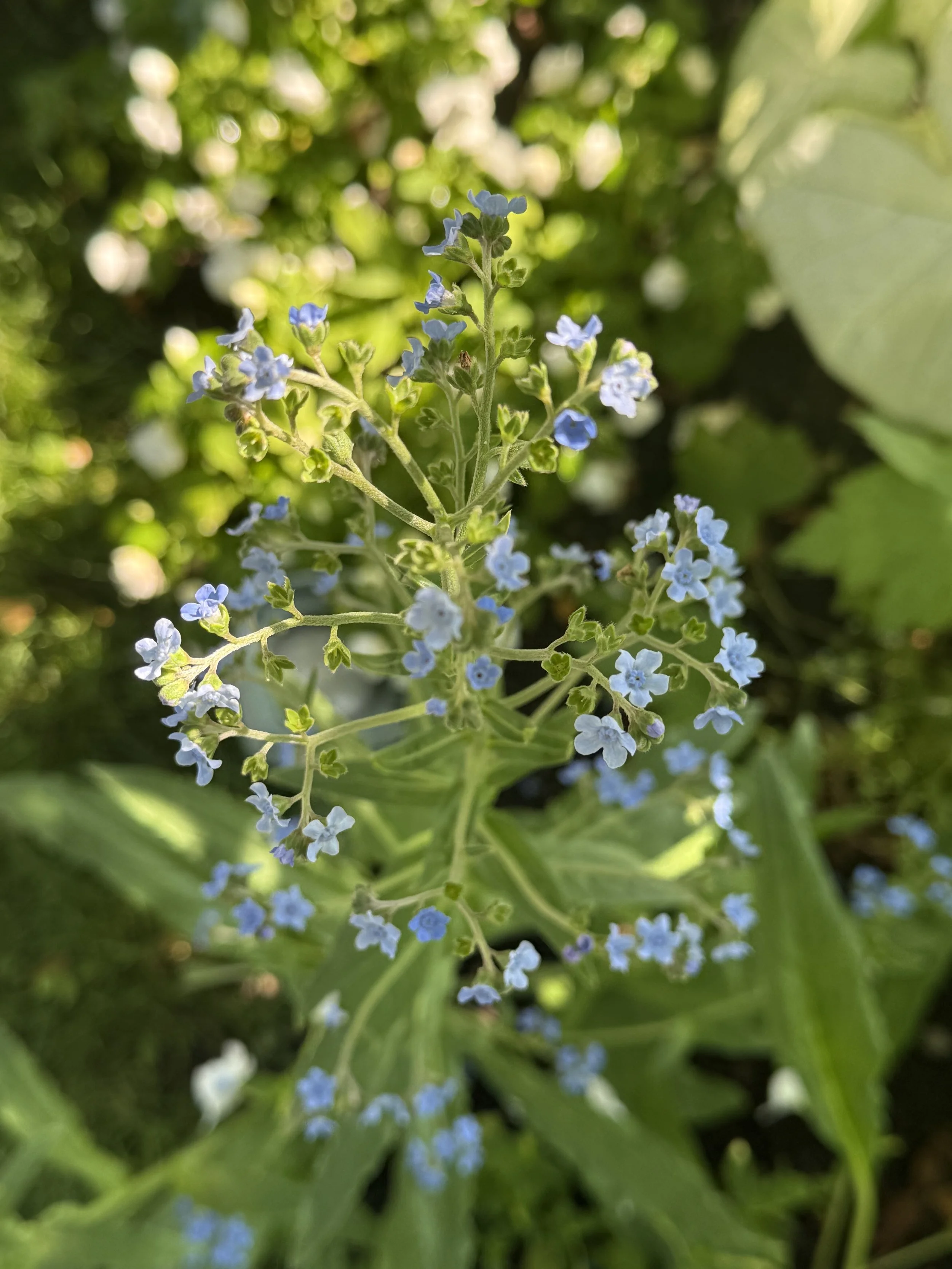 Chinese Forget-Me-Not