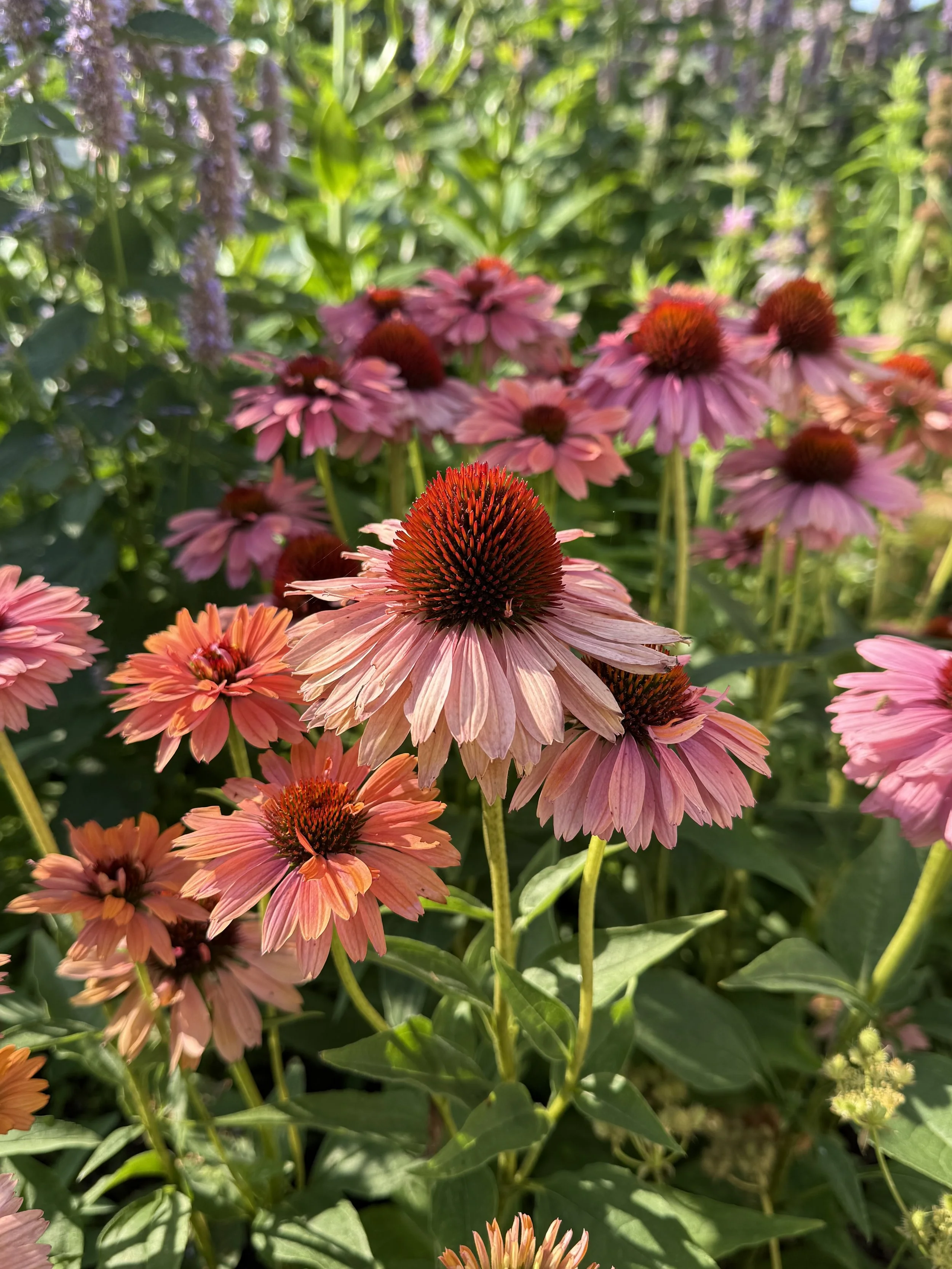 Coneflower