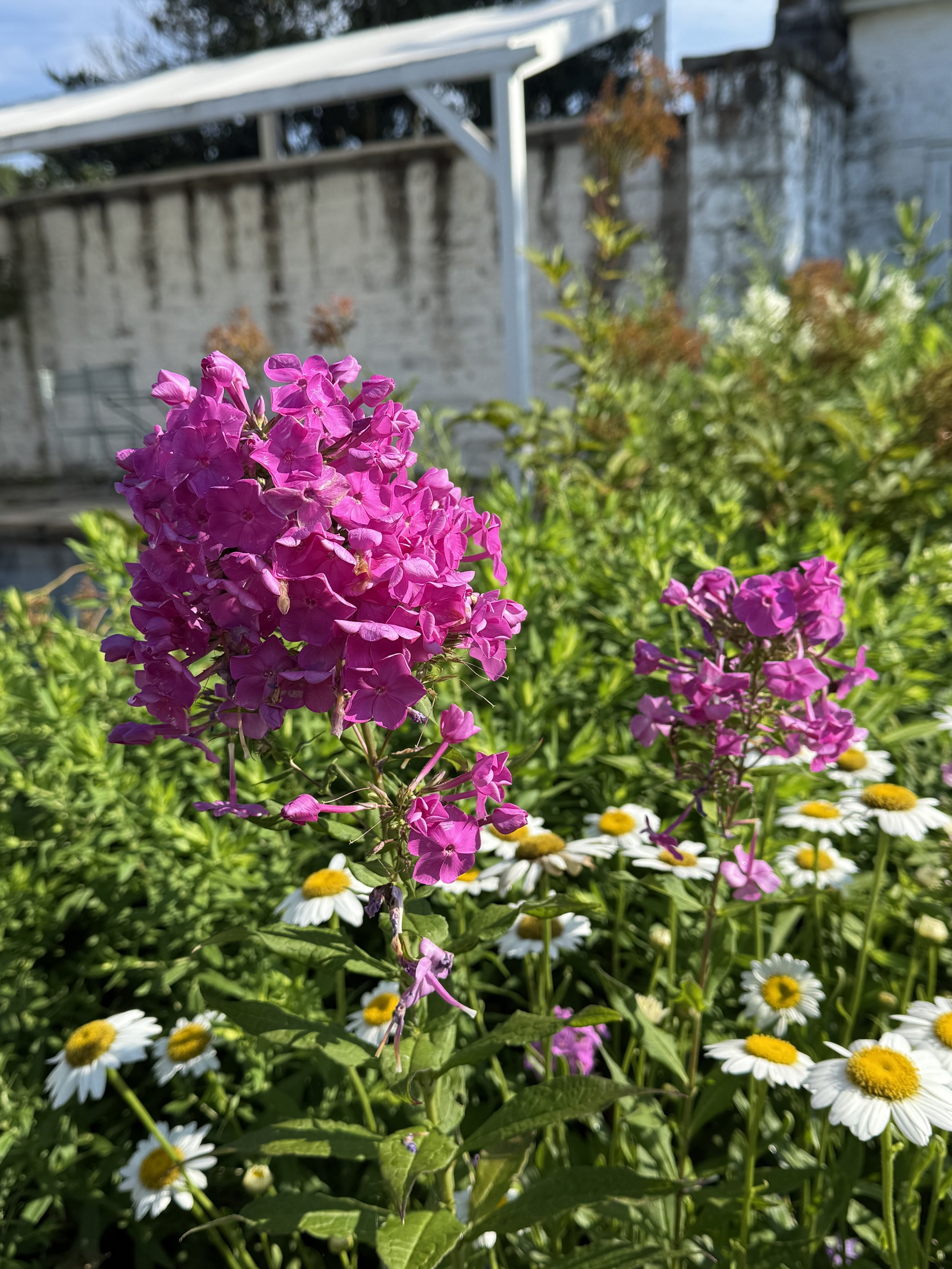 Garden Phlox