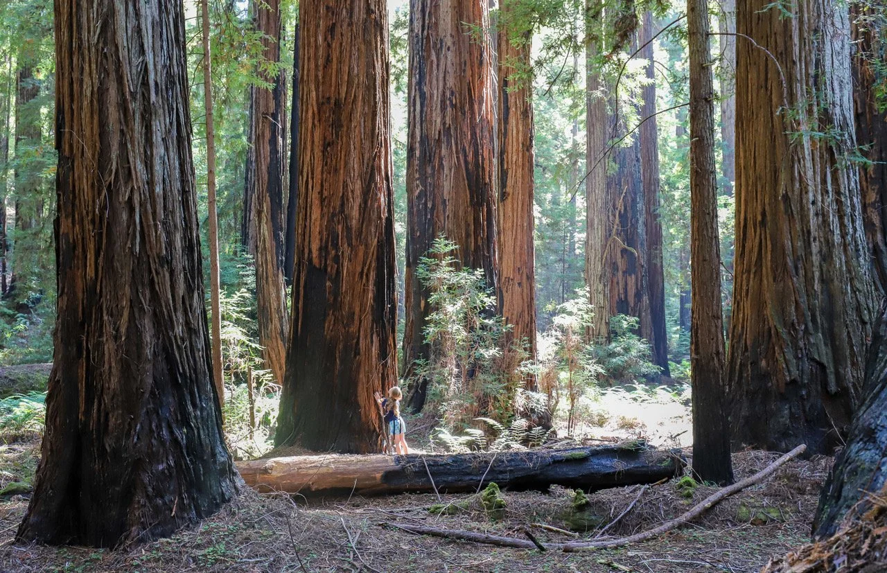 Super Trees Expedition