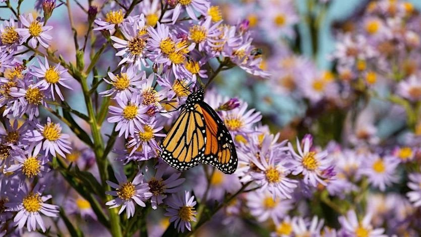 Butterfly Walk and Monarch Tagging