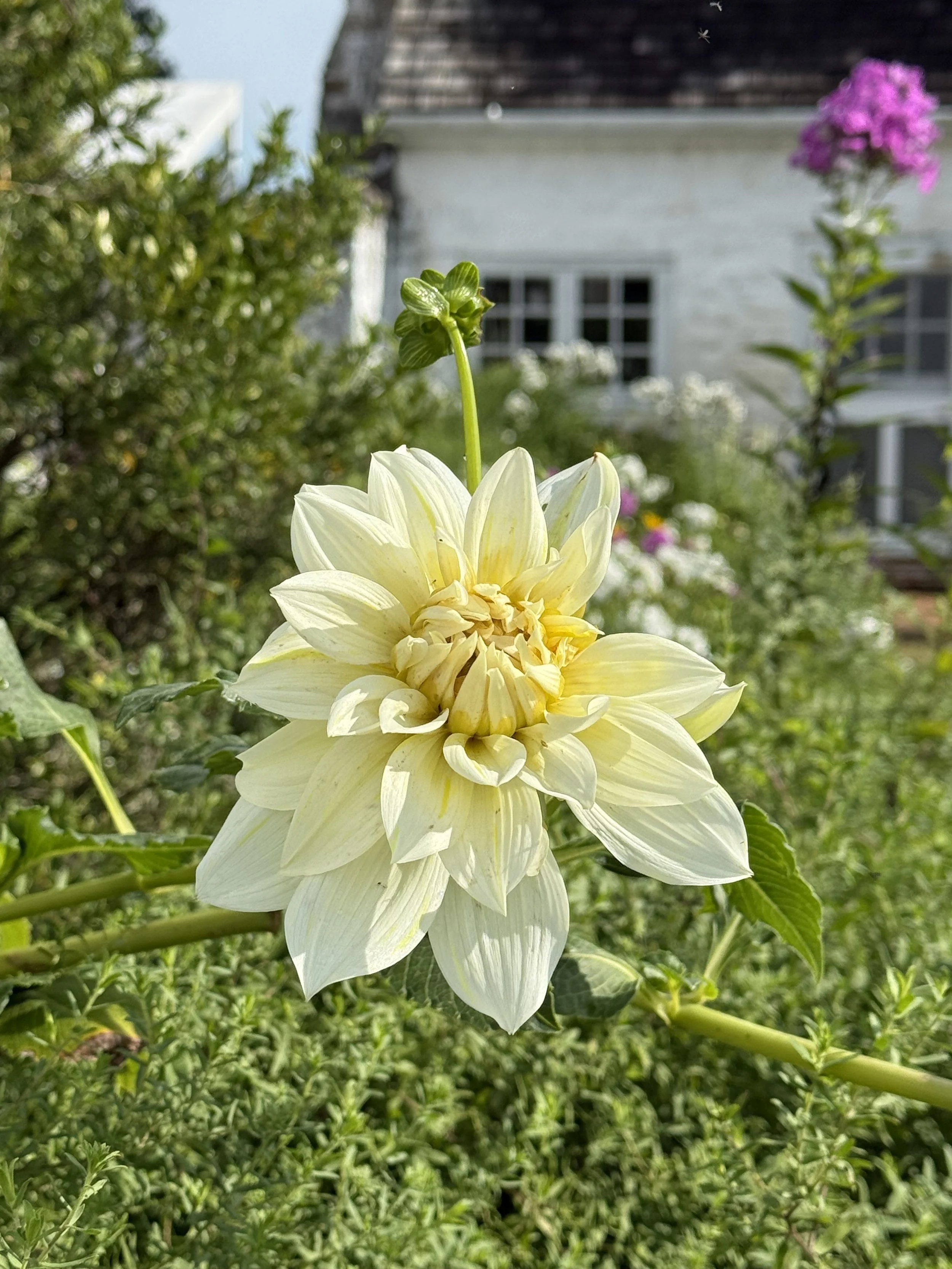 Our Self-Seeded Dahlia!