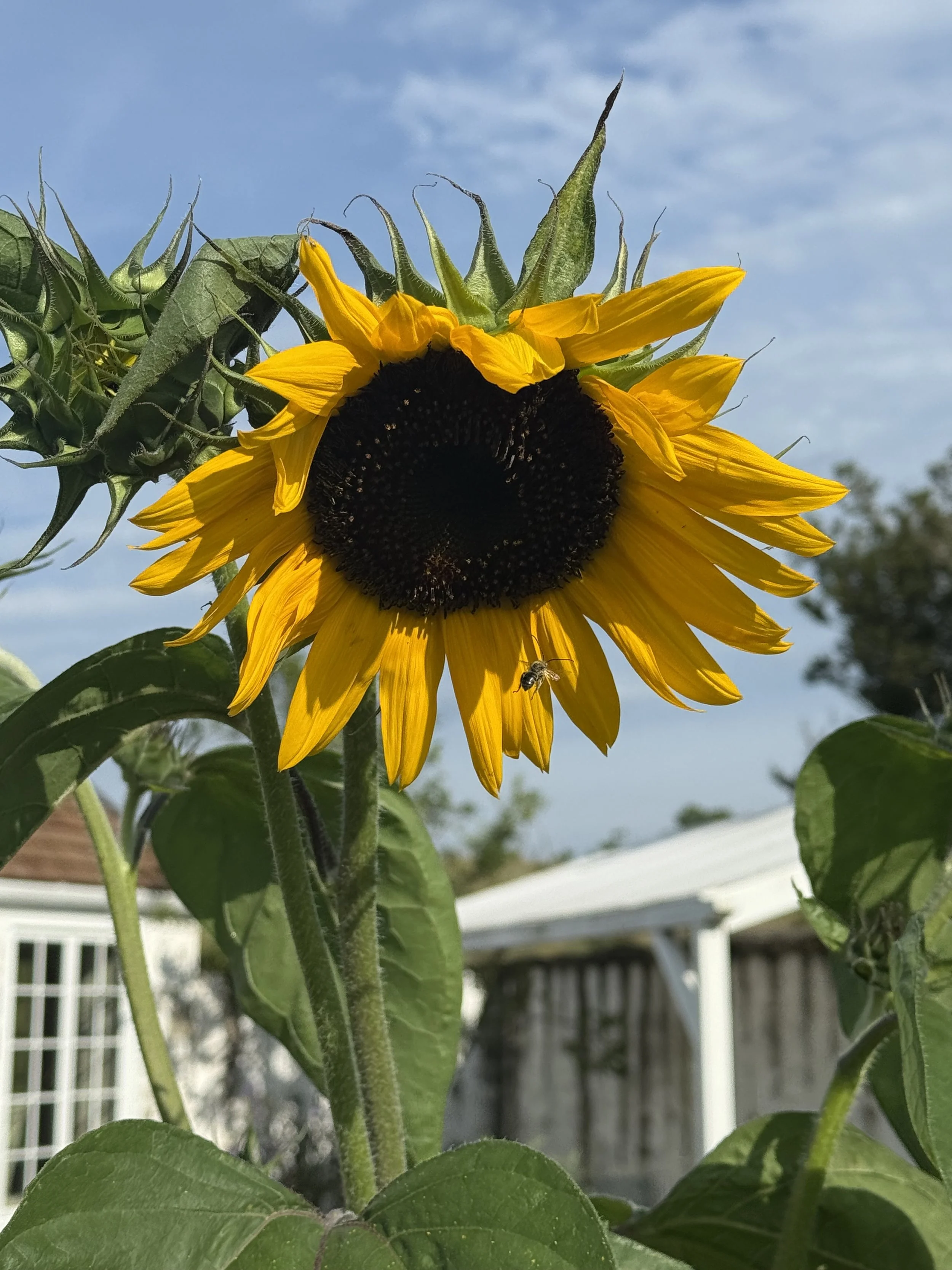 Sunflower