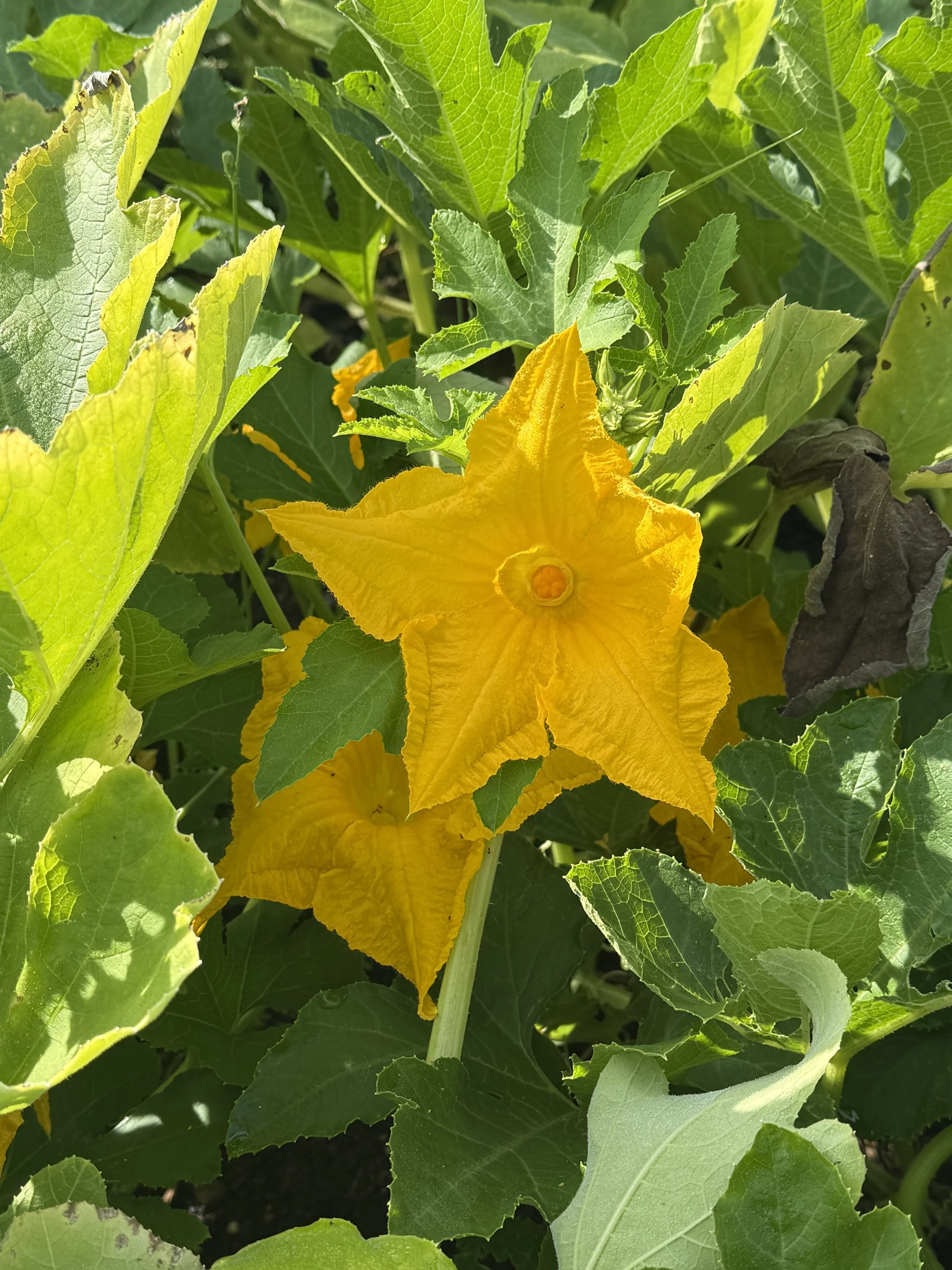 Acorn Squash