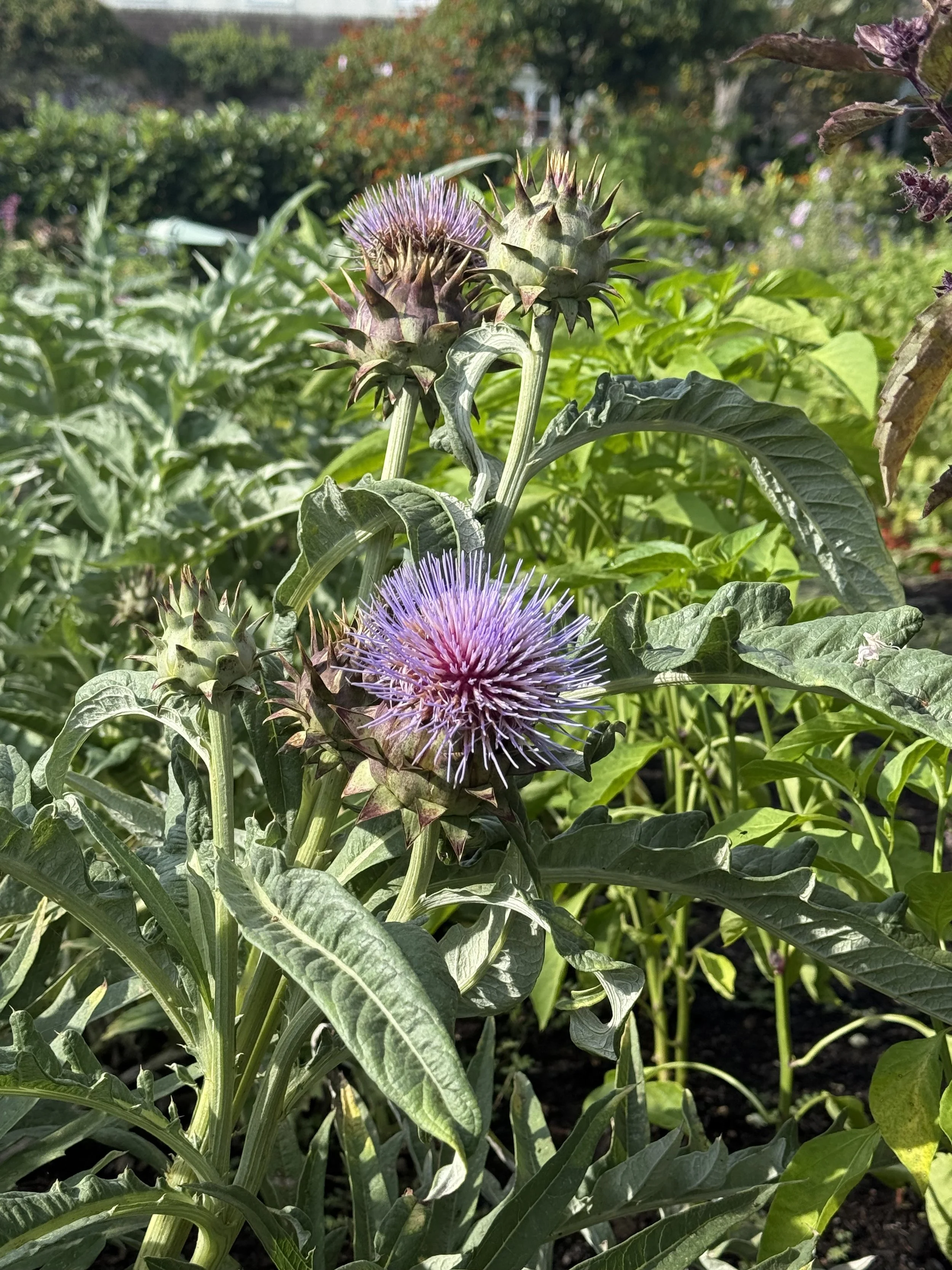 Cardoon