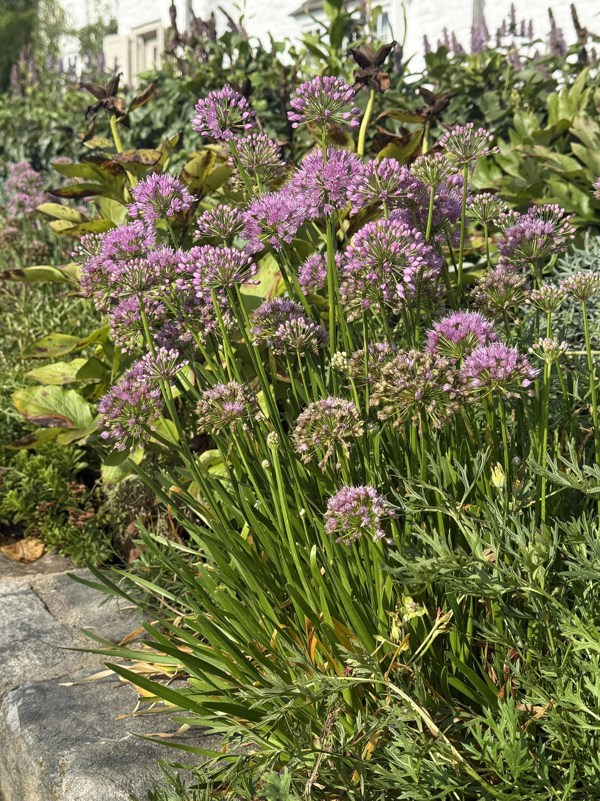 Ornamental Onion