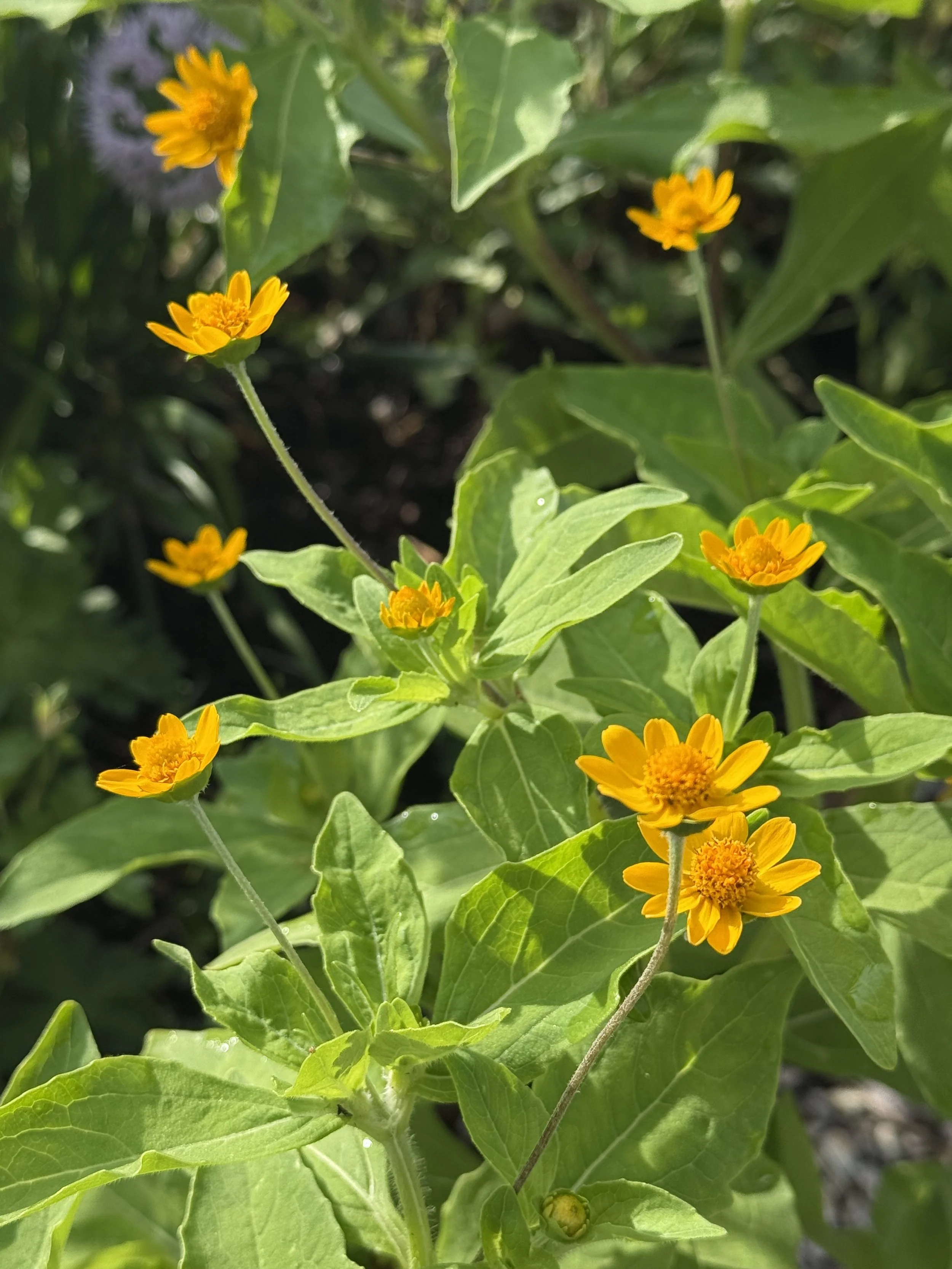 Perennial Sunflower