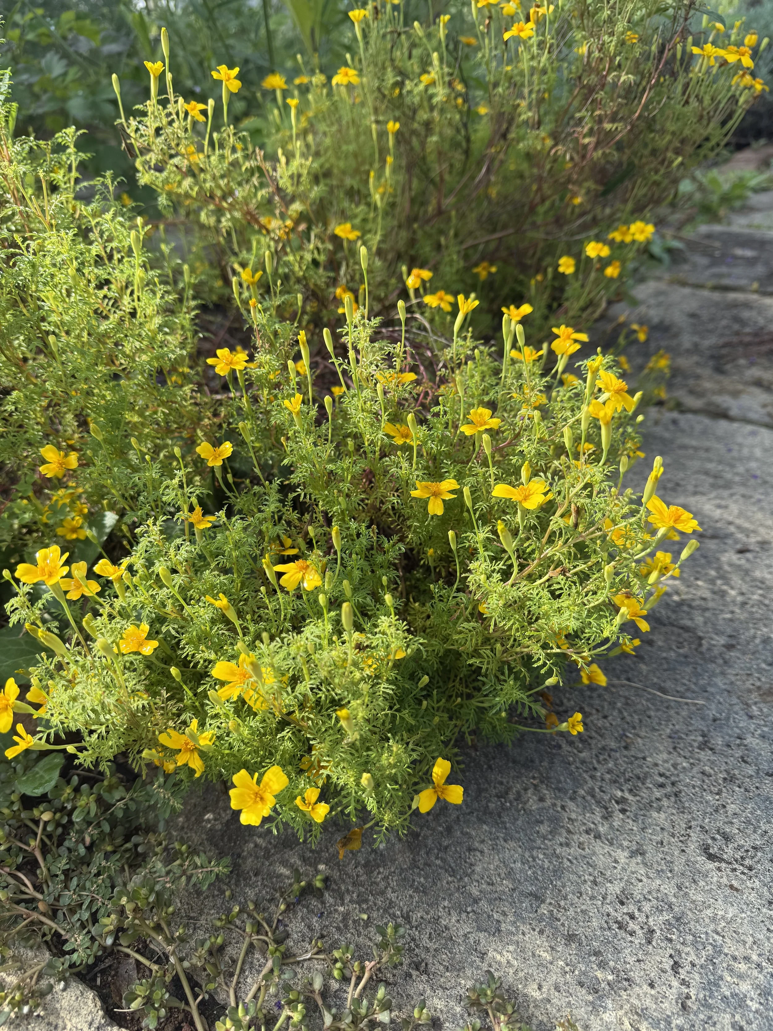 Signet Marigold