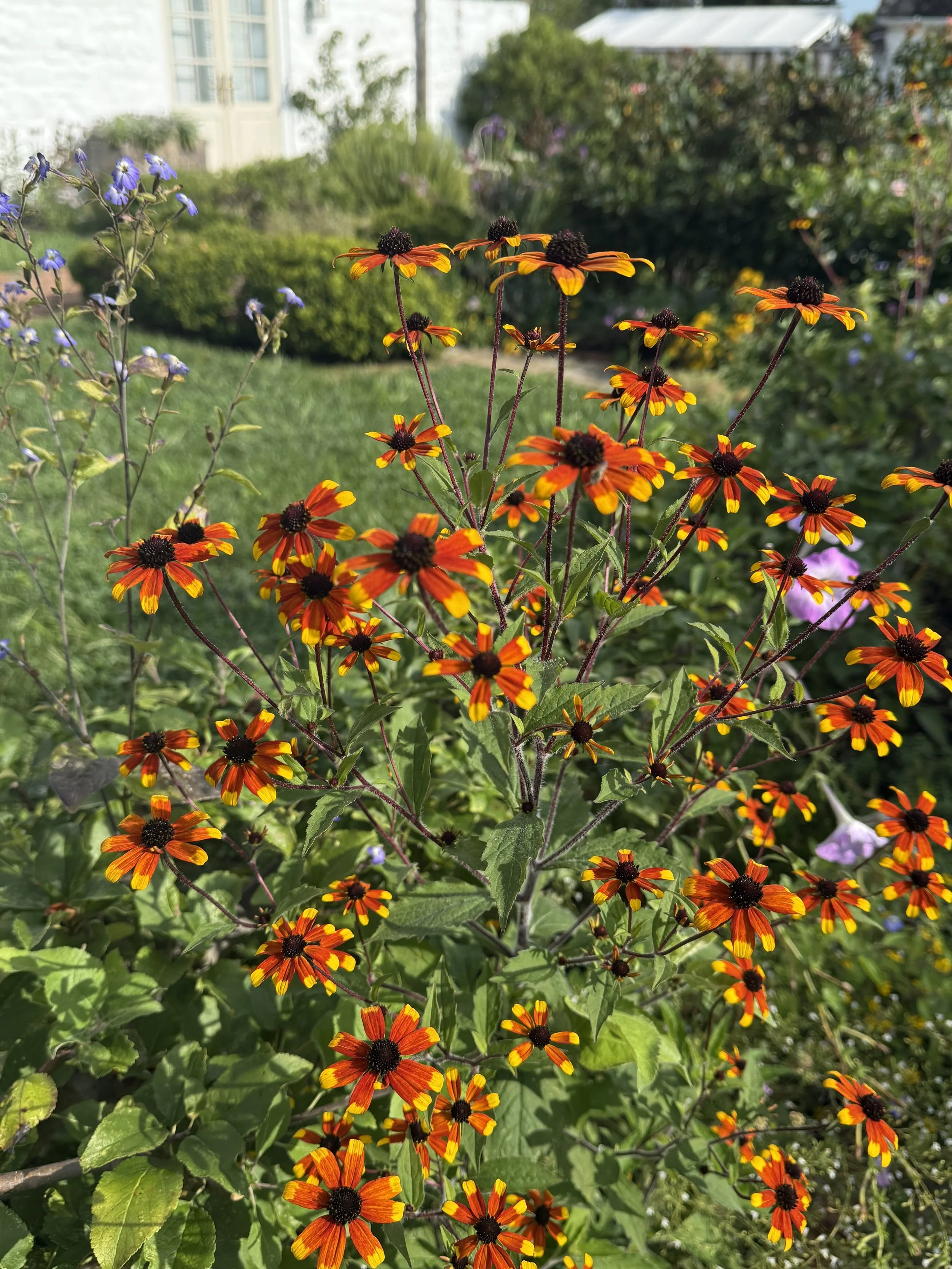 Brown-Eyed Susan