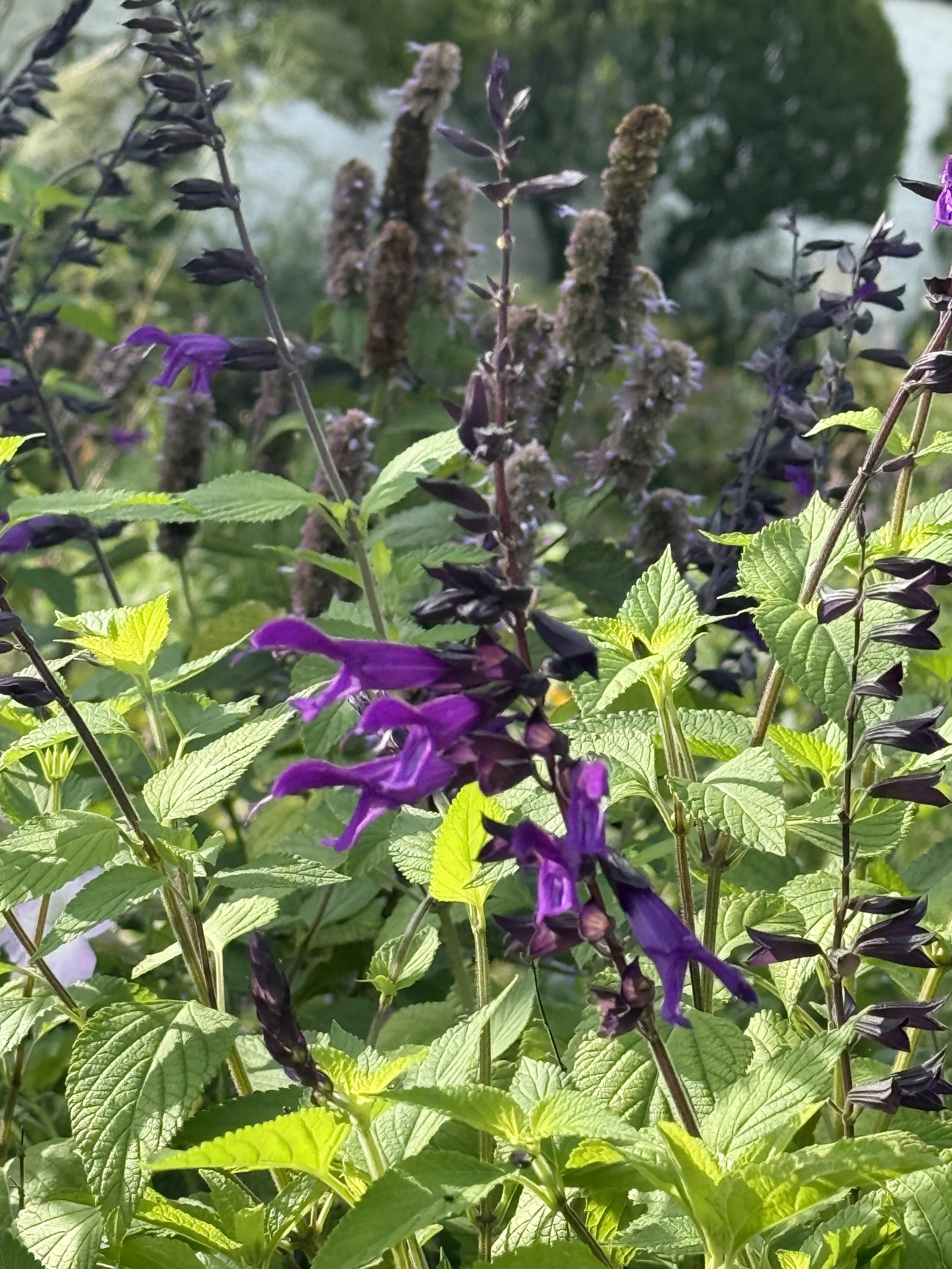 Salvia