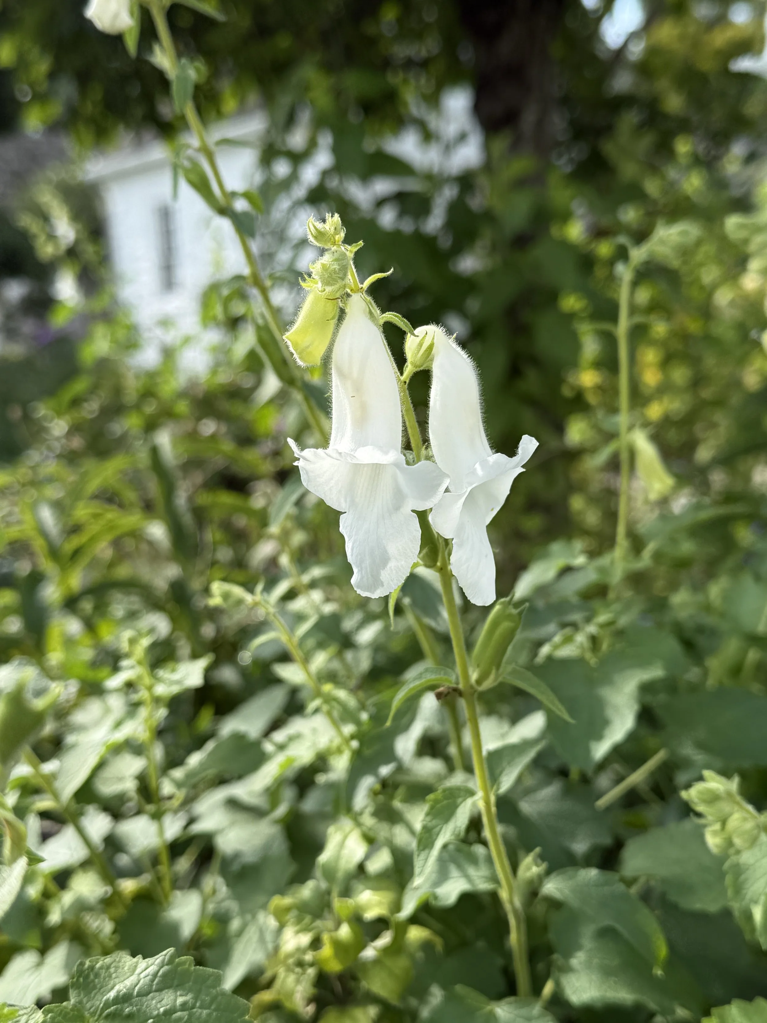 White African Foxglove