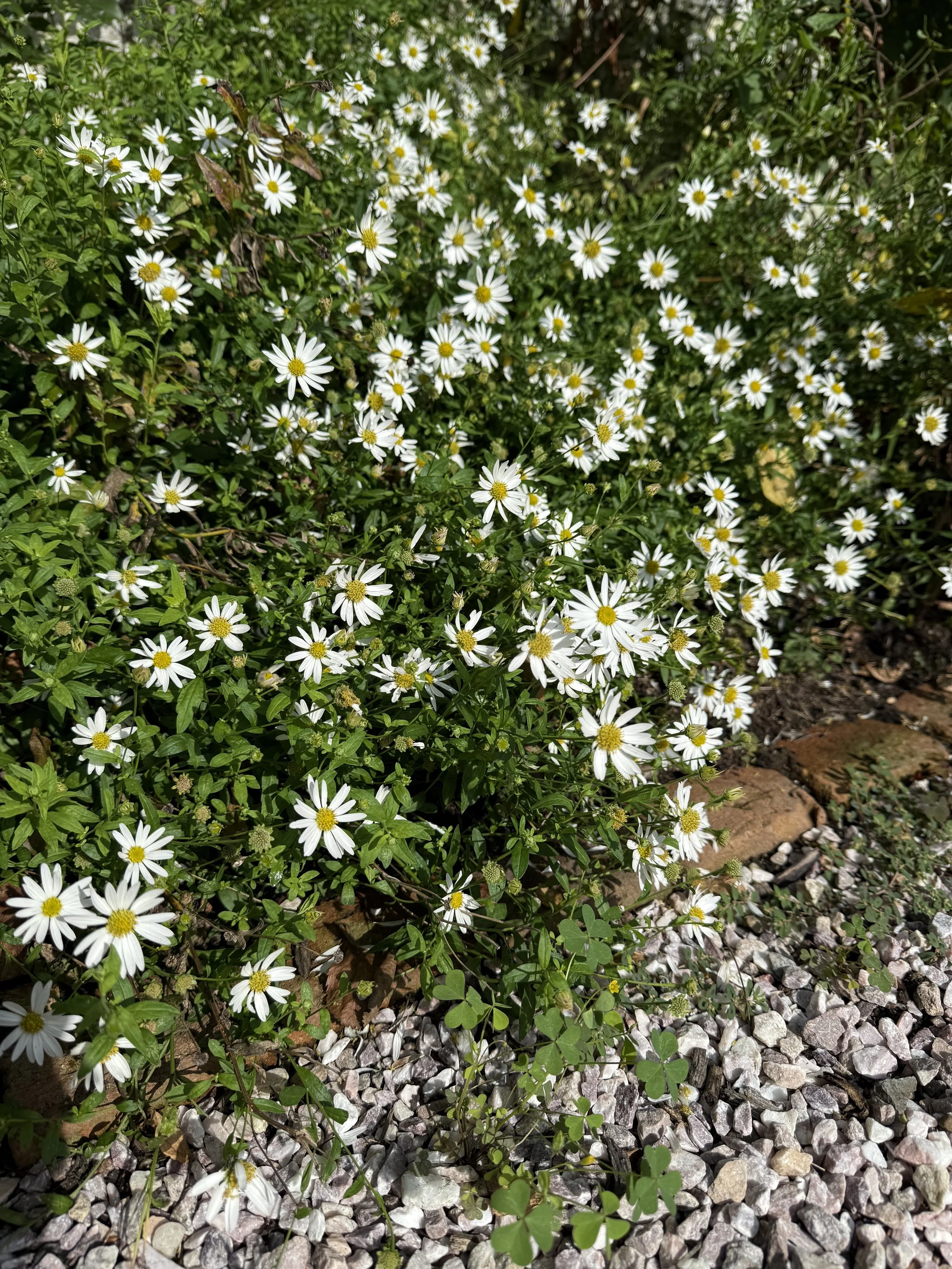 Japanese Aster