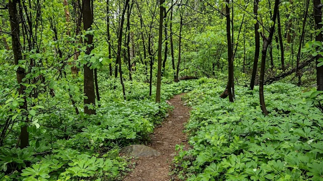 Ecology and History on the Appalachian Trail