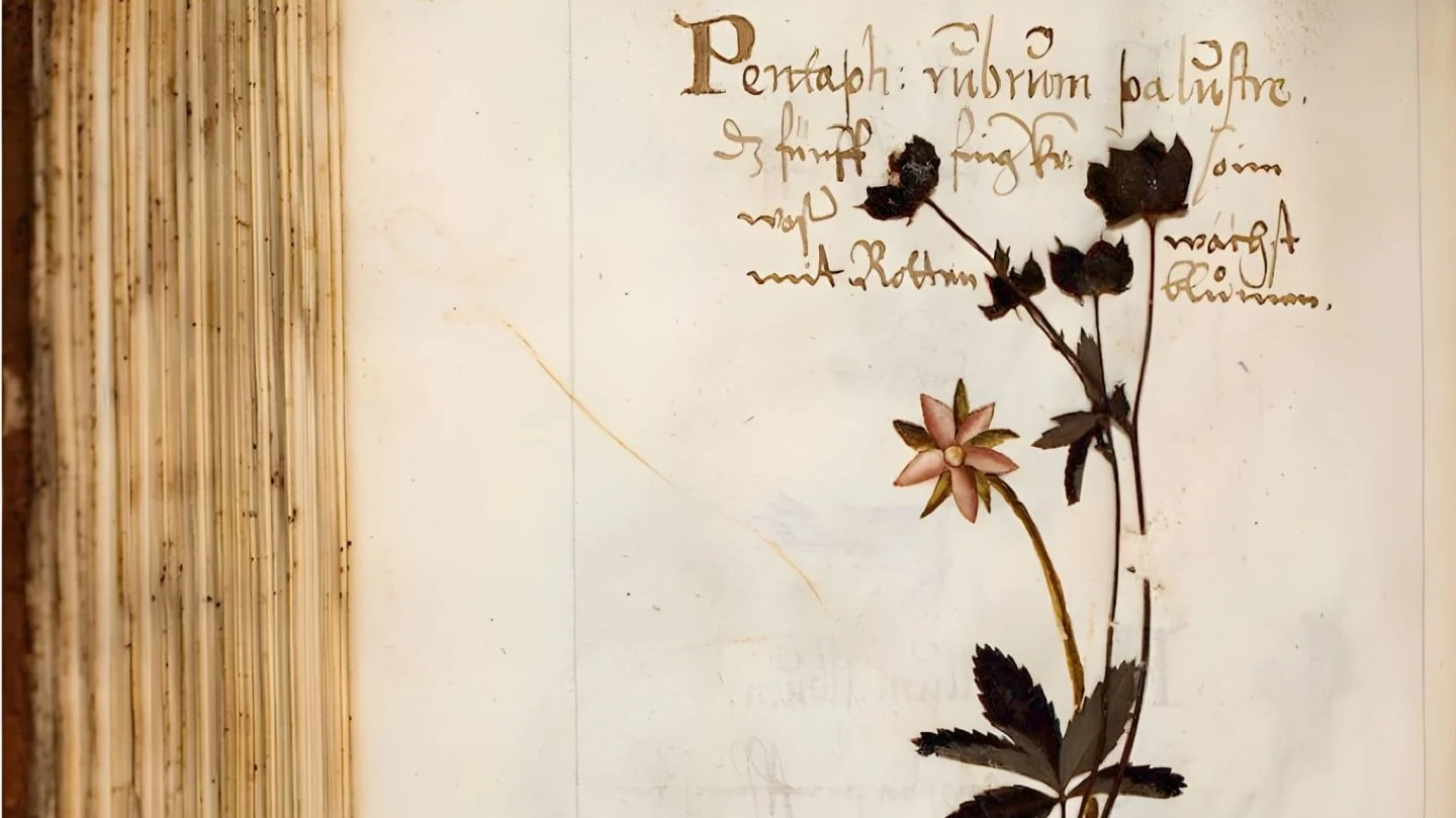Herbaria through the Centuries at the Oak Spring Garden Library