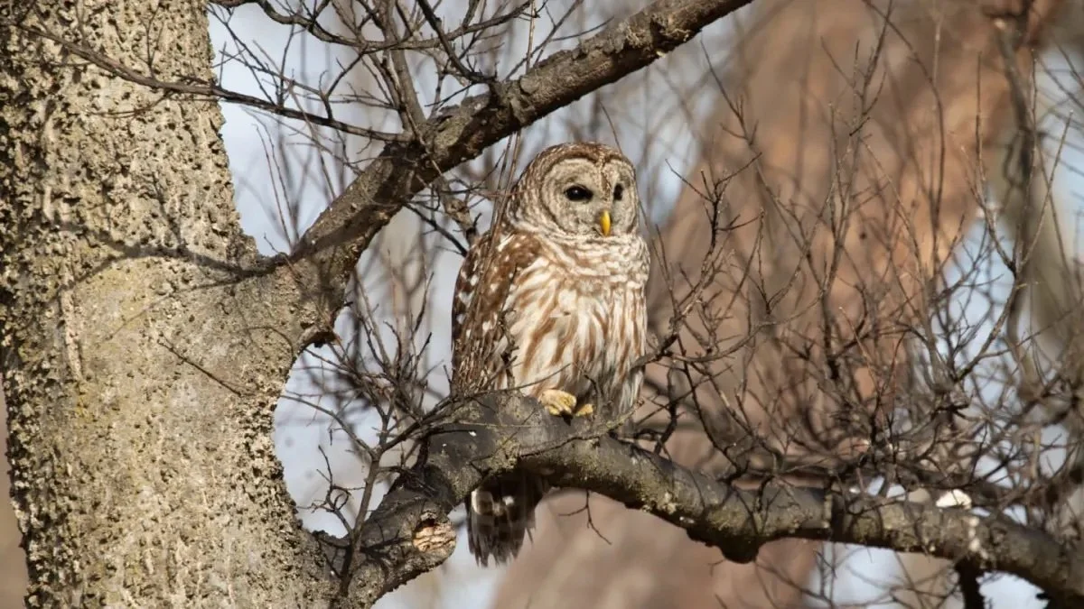 Winter Bird Count
