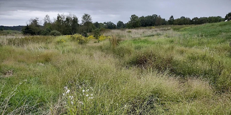 Invasive Plant Species - Management and Control