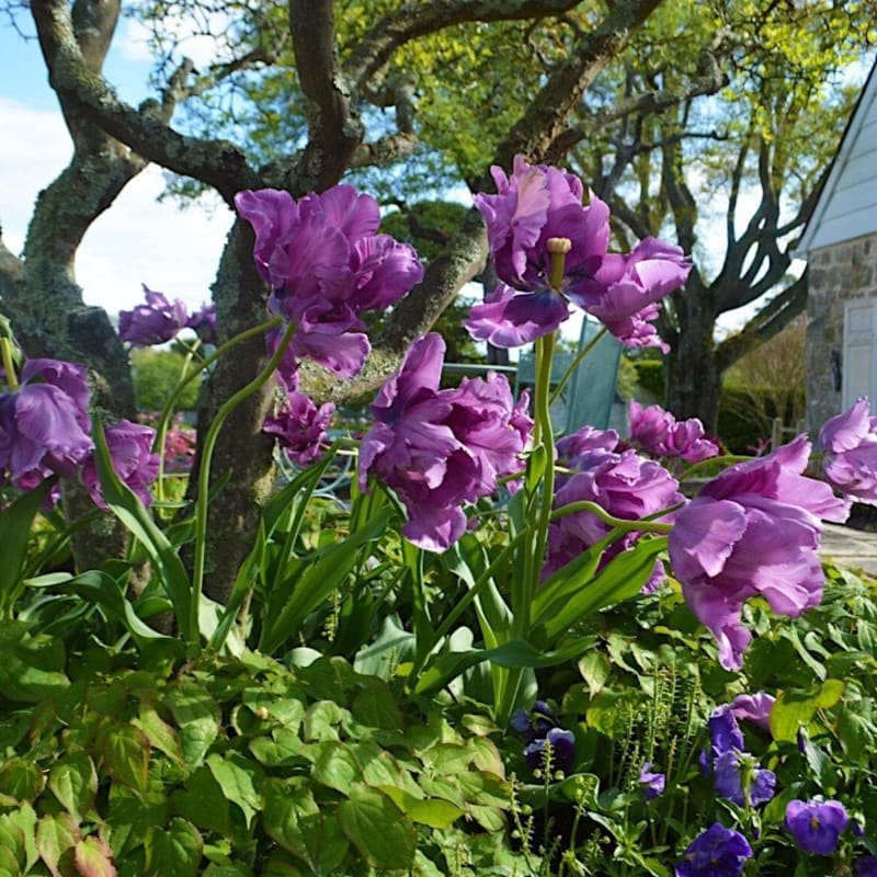 Tulip Mania at the Oak Spring Garden Library
