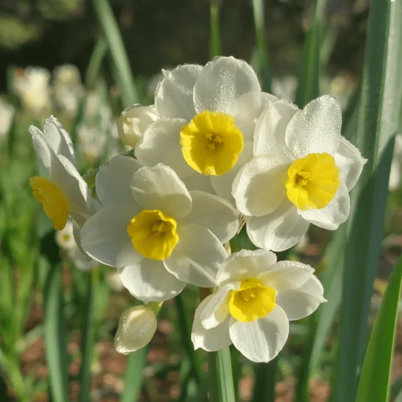 Virginia's Daffodil Tale