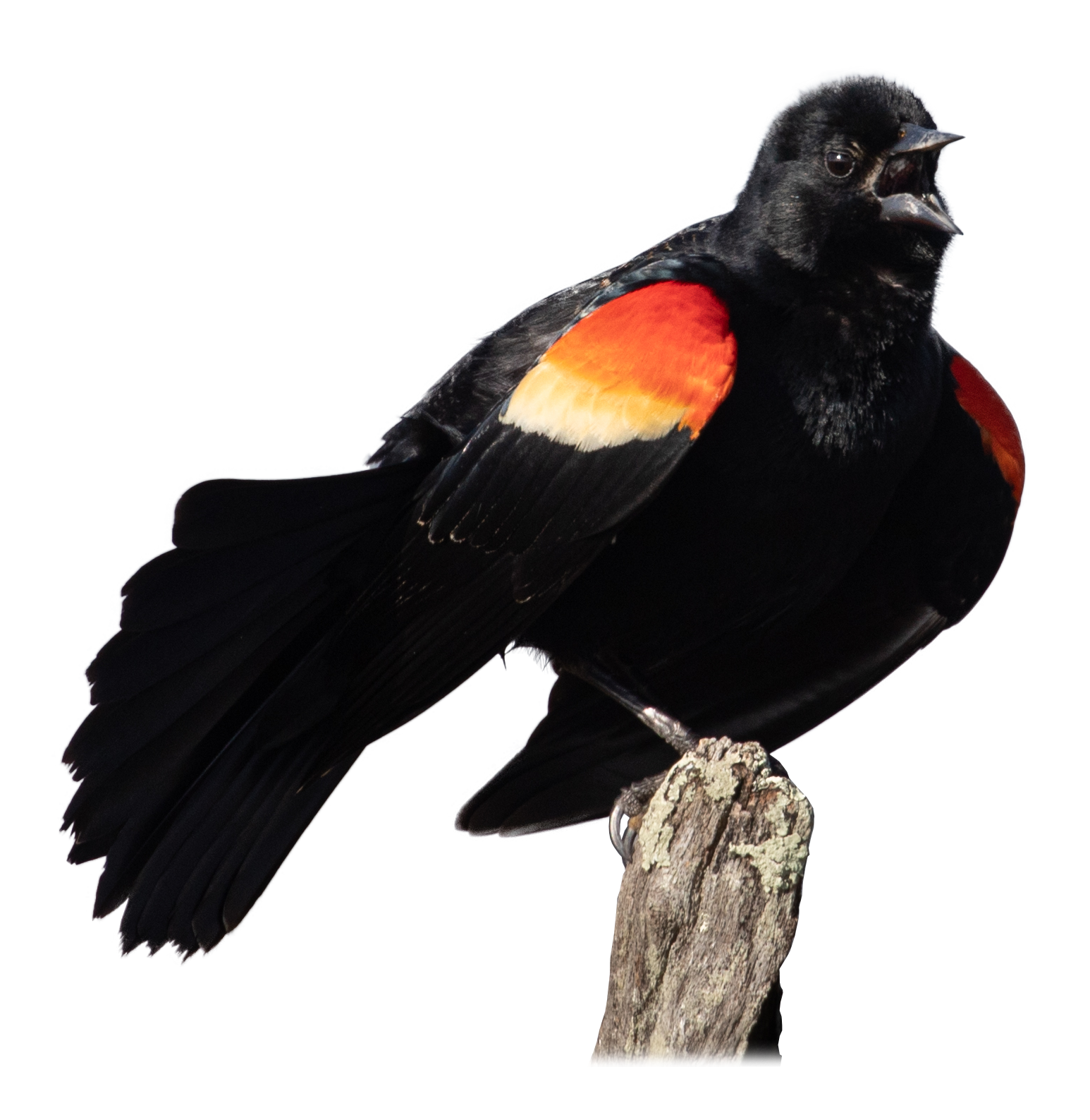 Red-winged Blackbird