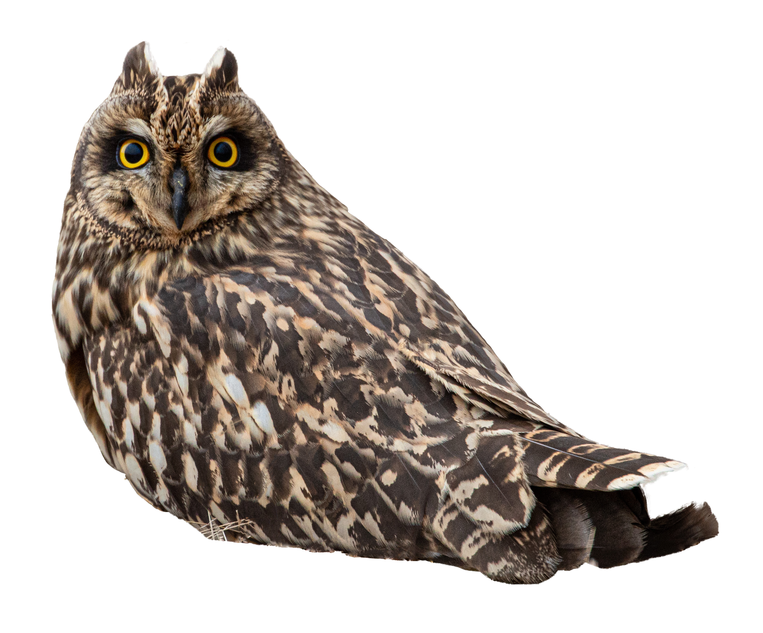 Short-eared Owl