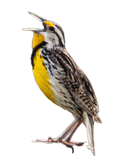 Eastern Meadowlark