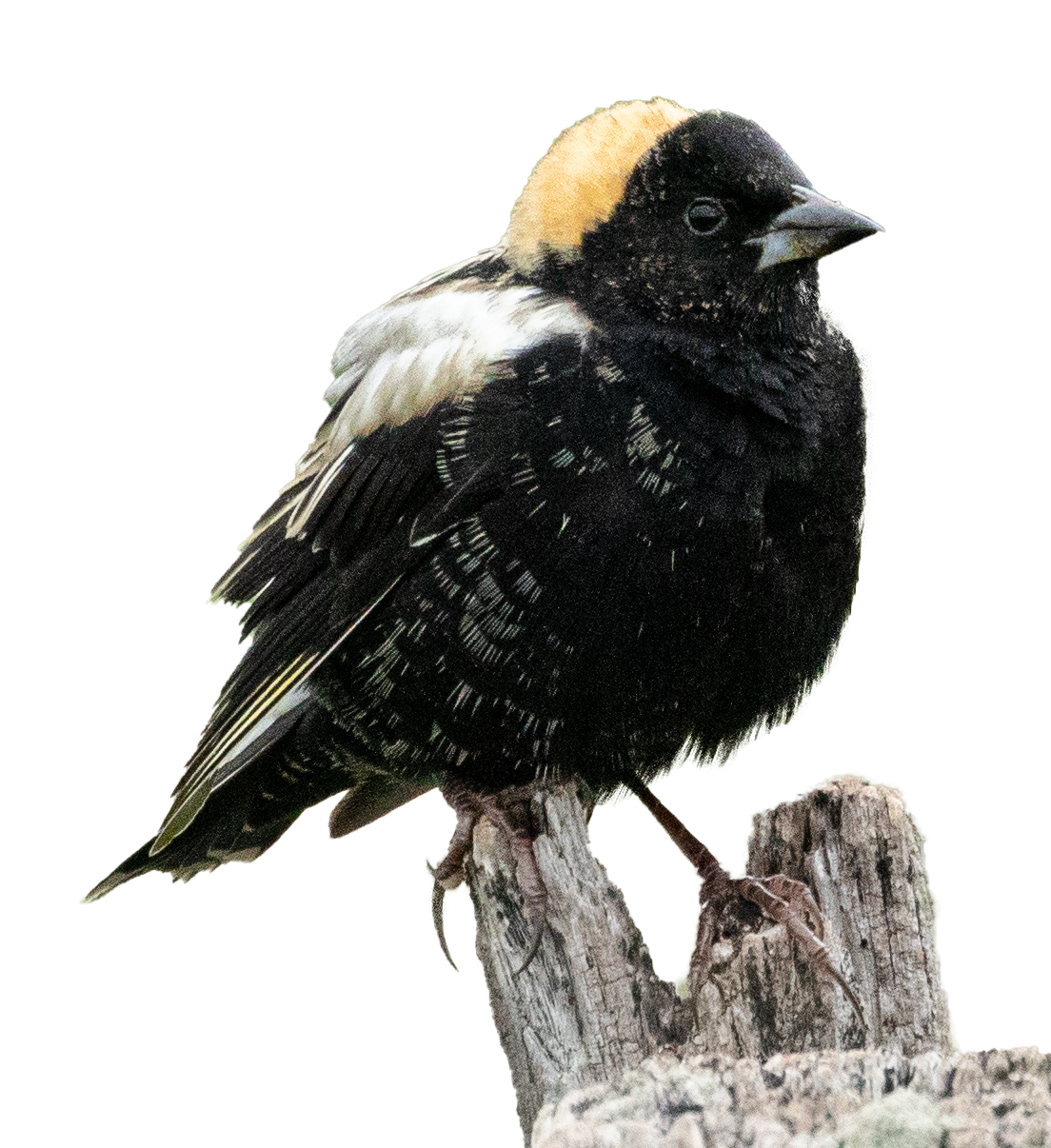 Bobolink