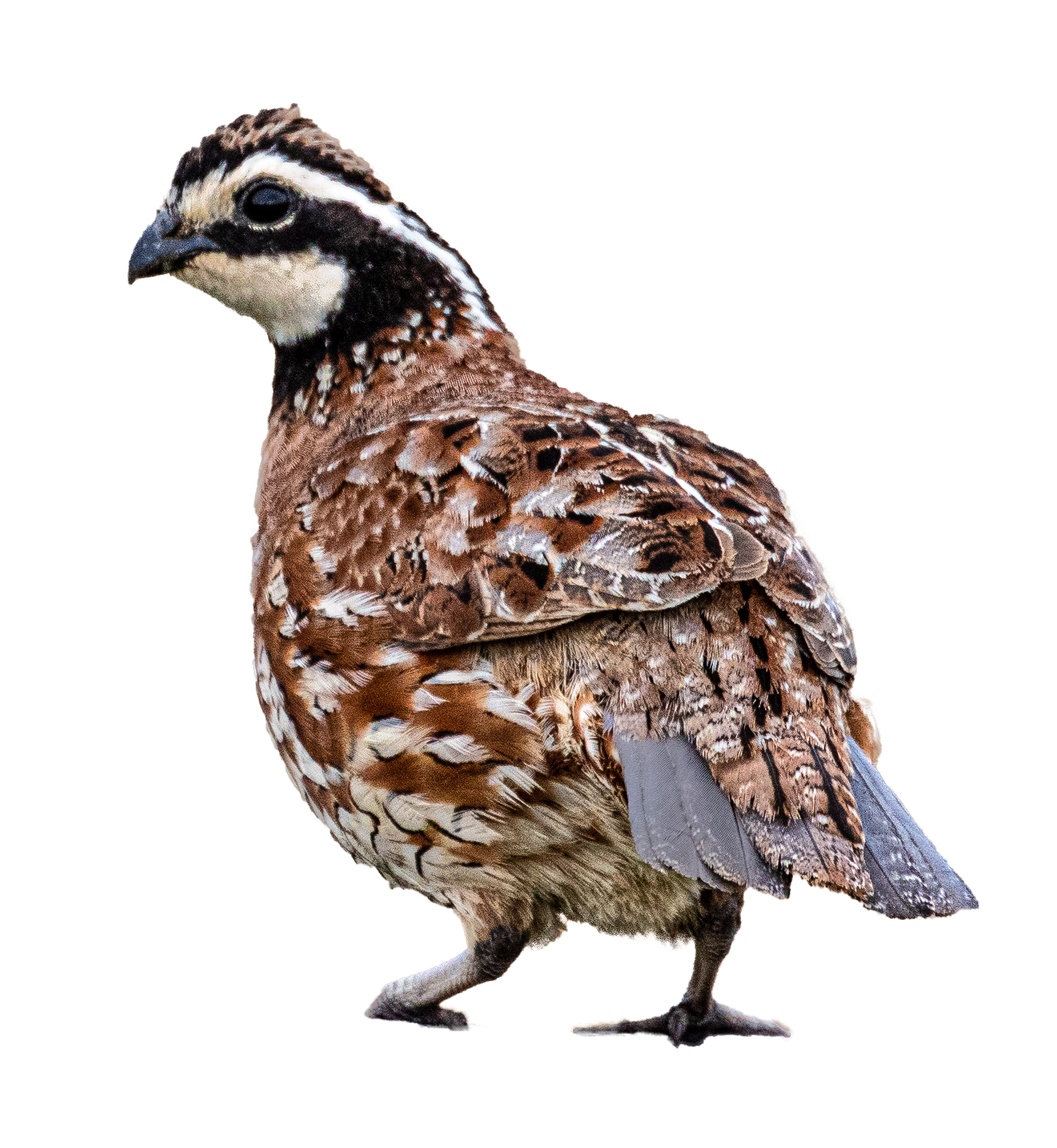 Northern Bobwhite Quail