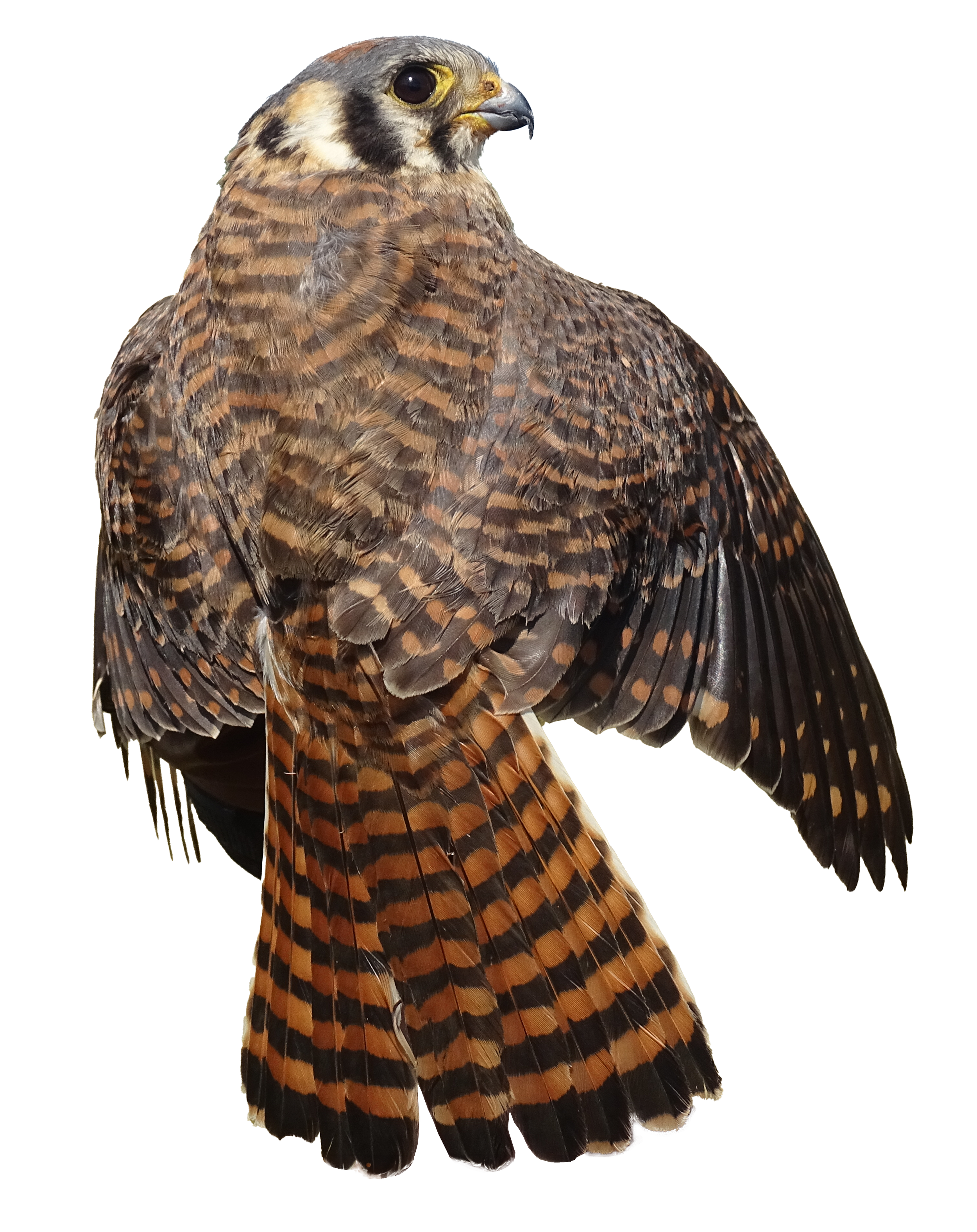 American Kestrel