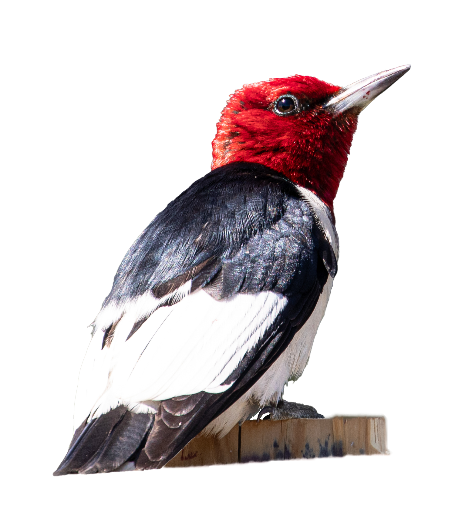 Red-headed Woodpecker