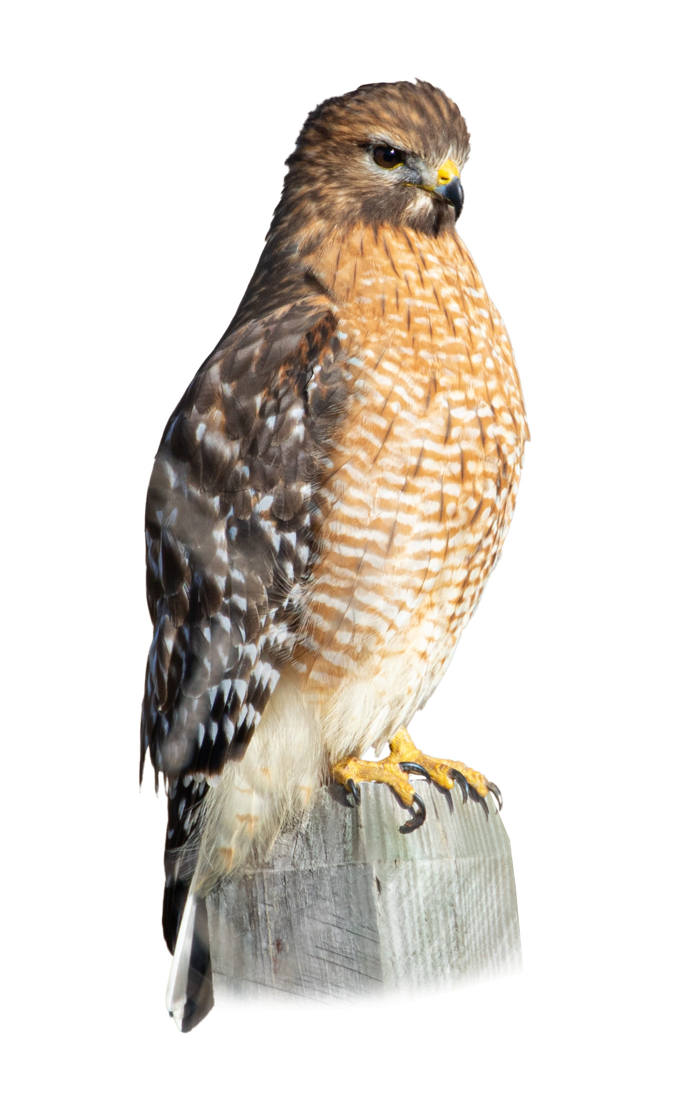 Red-shouldered Hawk