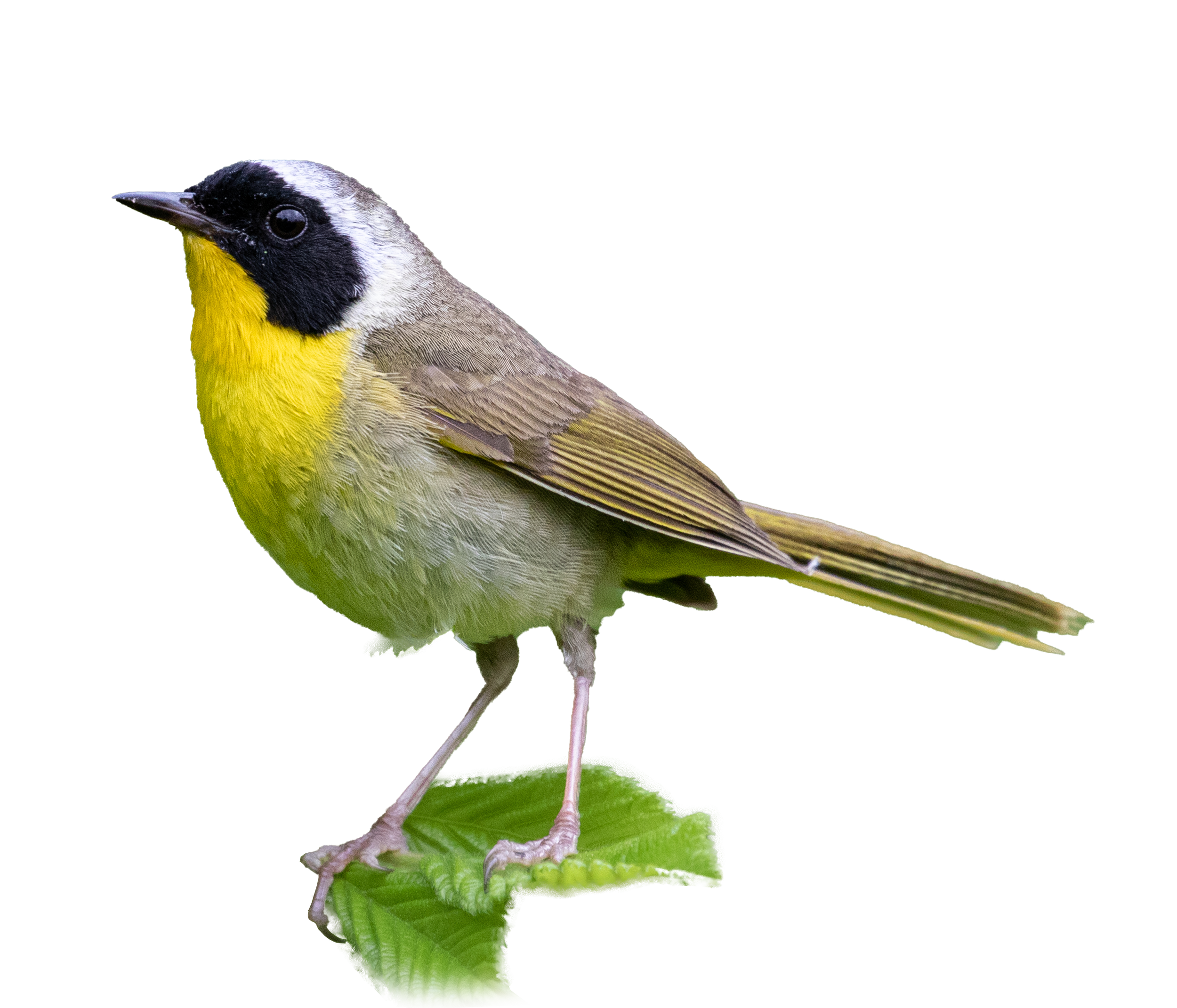 Common Yellowthroat