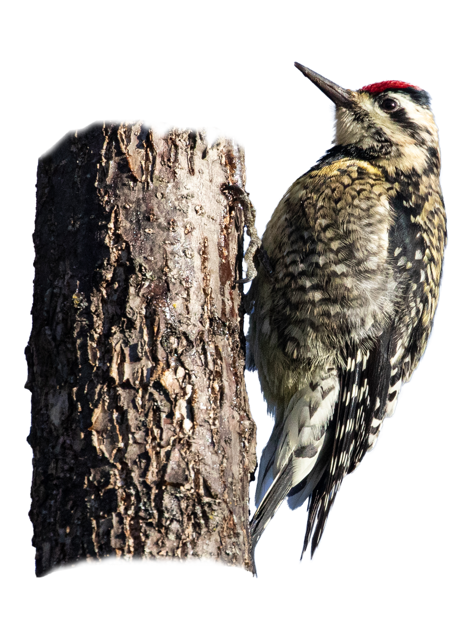 Yellow-bellied Sapsucker