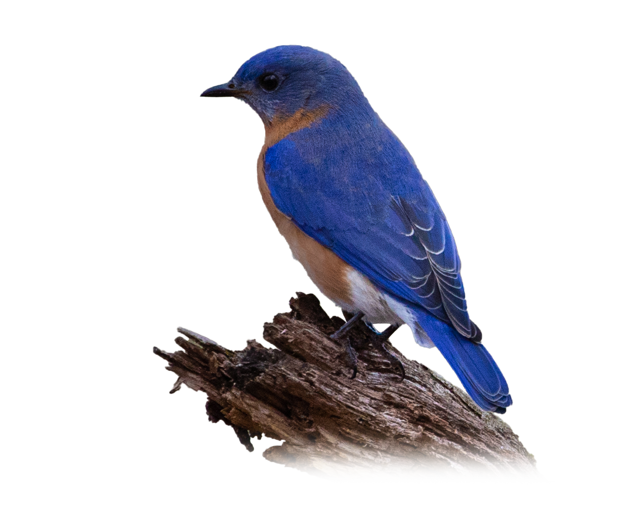 Eastern Bluebird