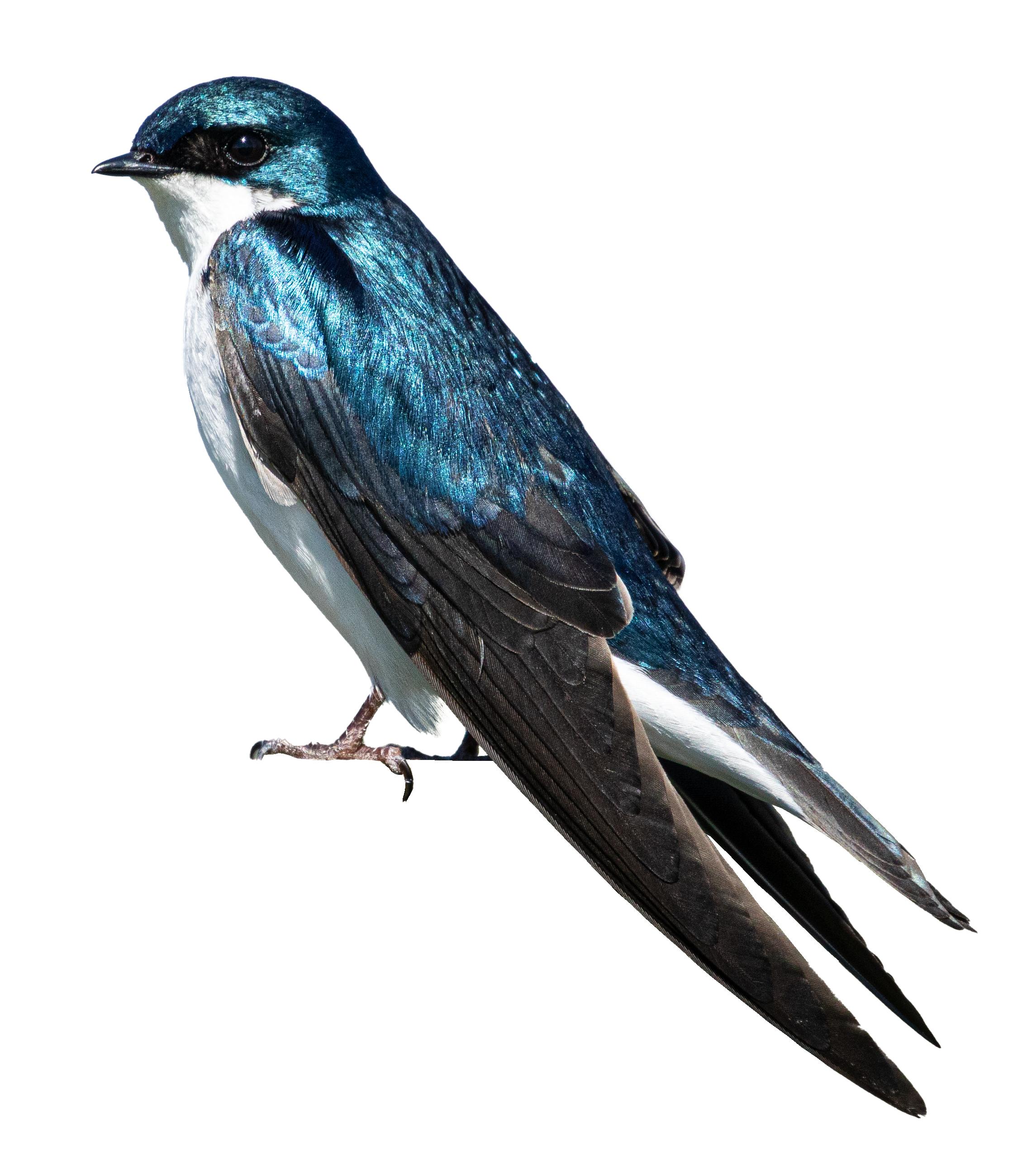 Tree Swallow