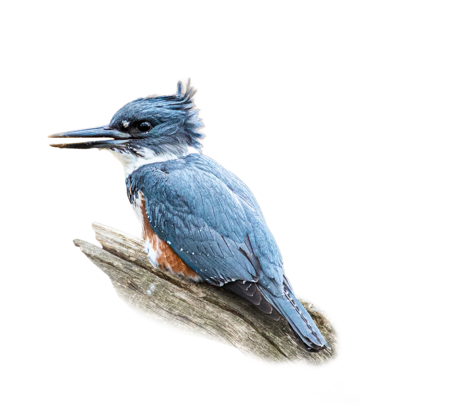 Belted Kingfisher