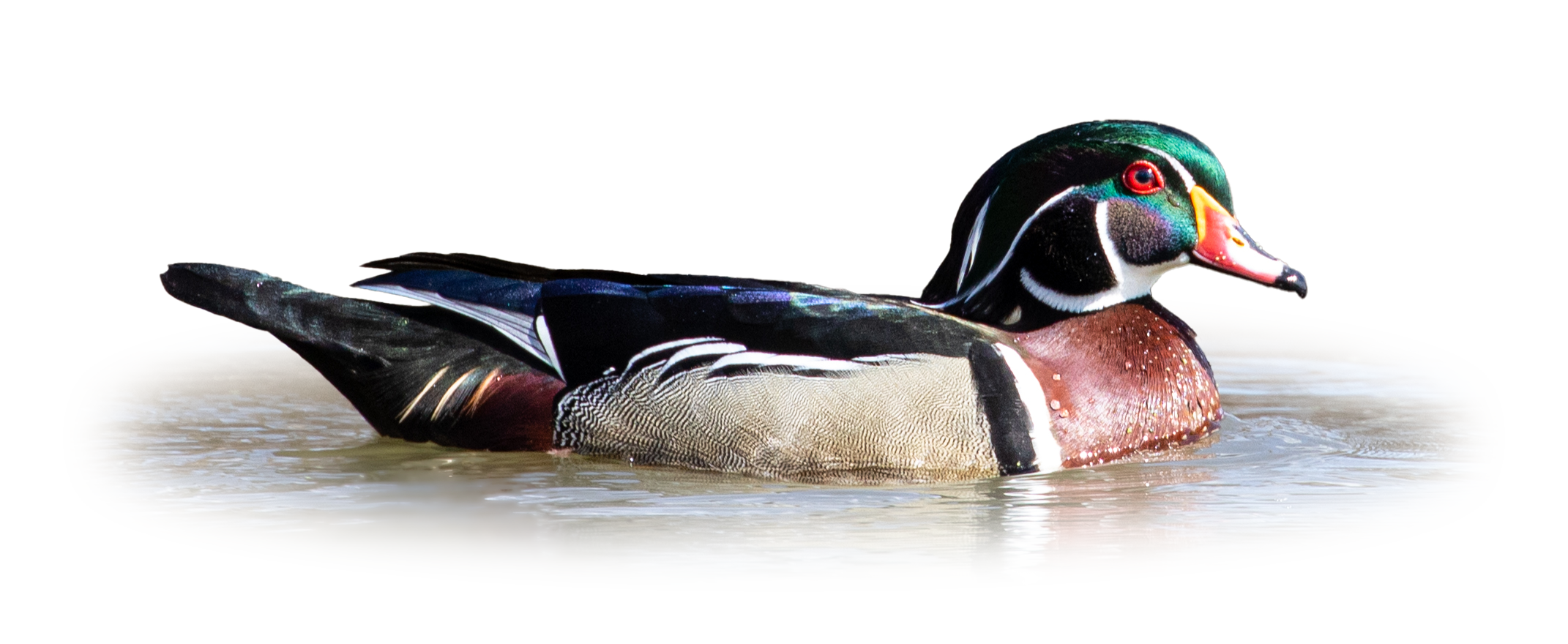 Wood Duck