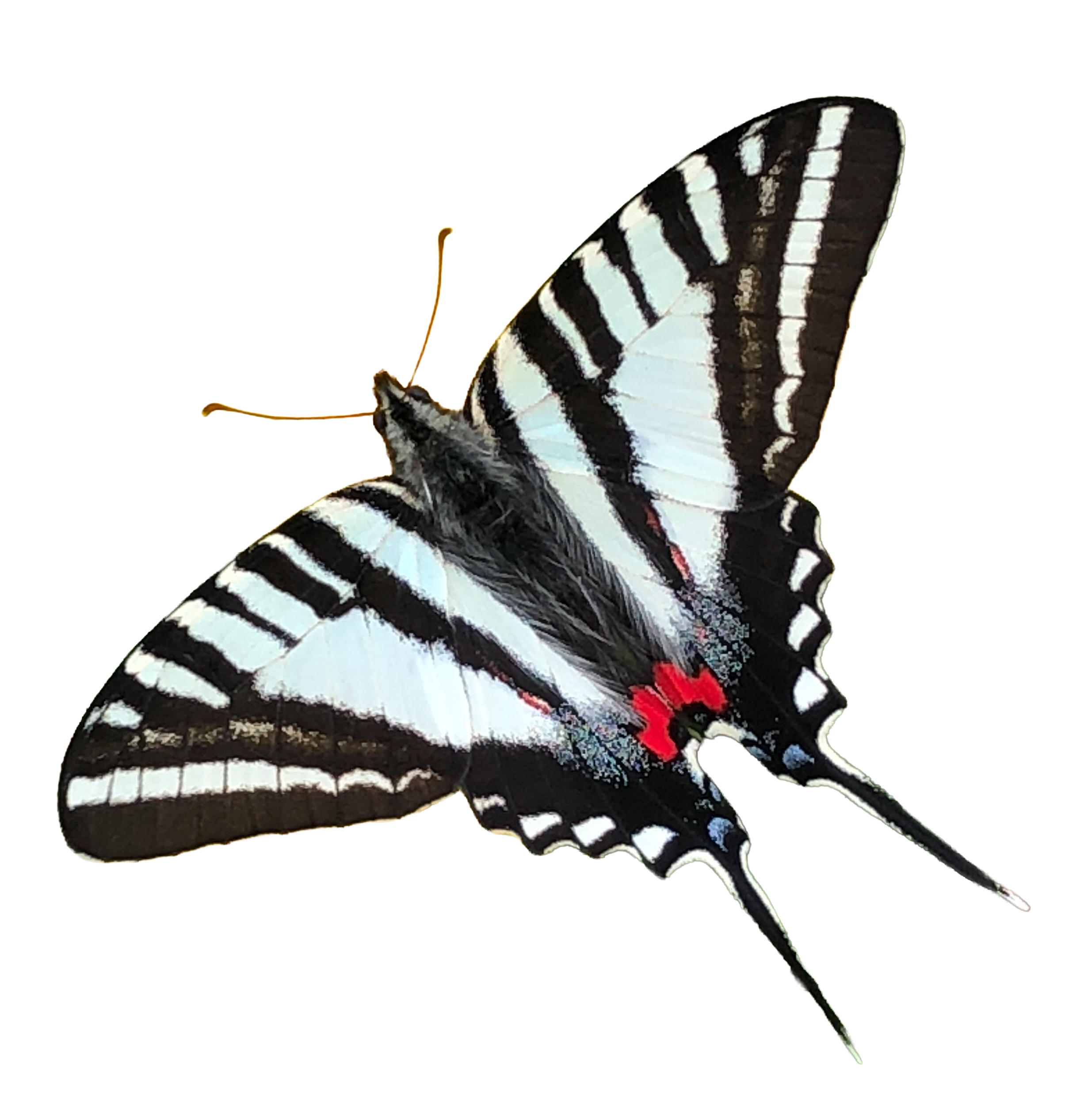 Zebra Swallowtail