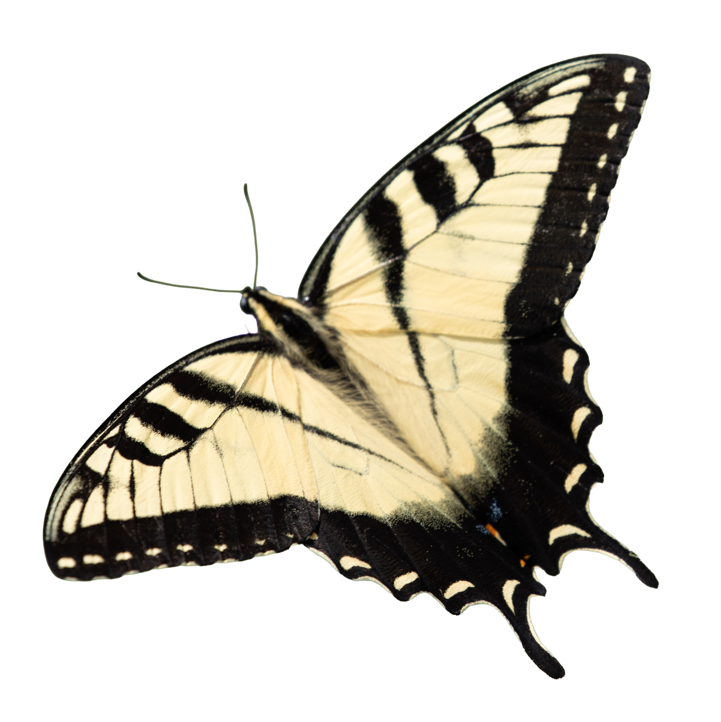 Eastern Tiger Swallowtail