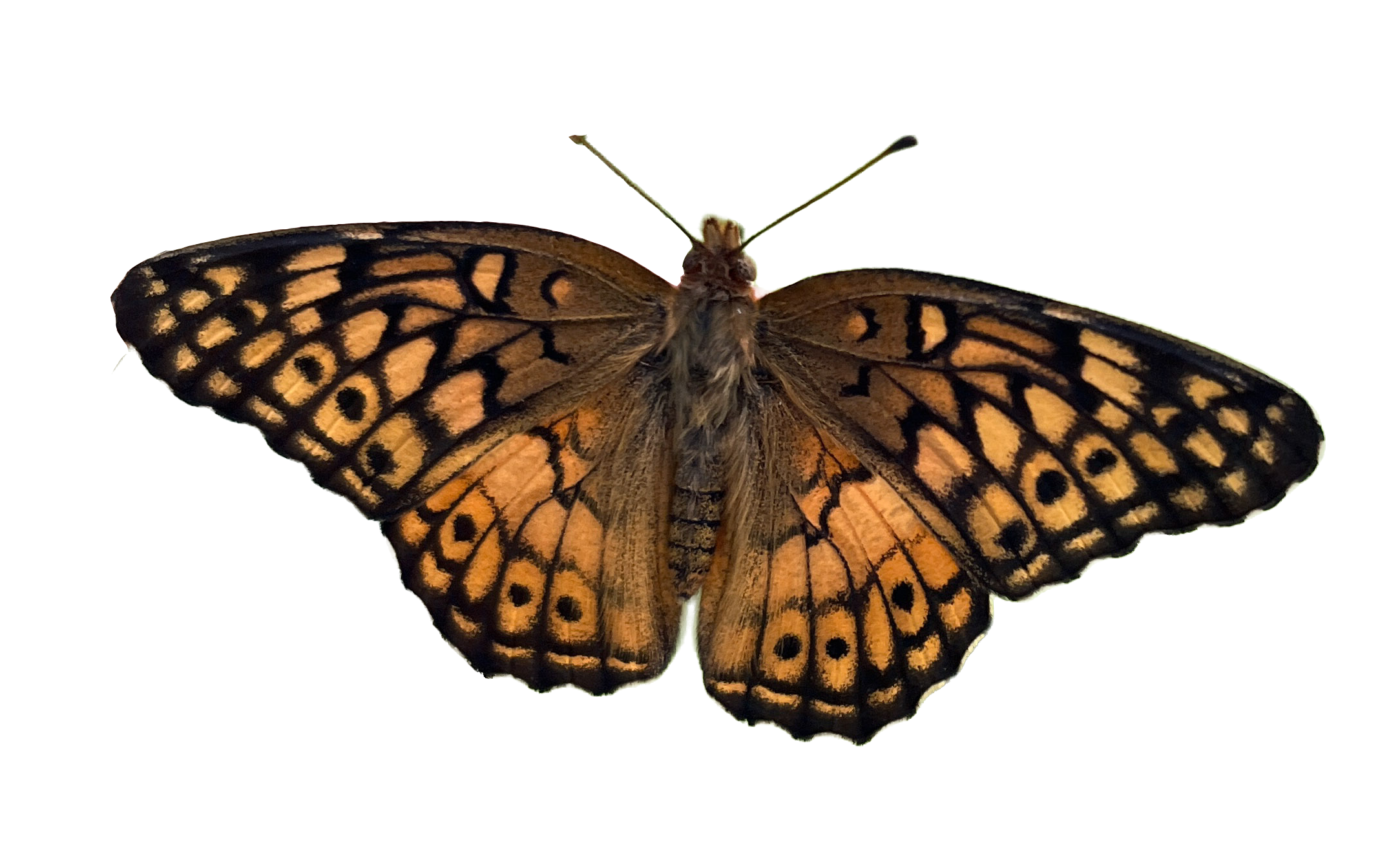 Variegated Frittilary