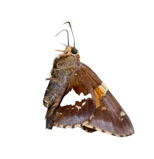 Silver-spotted Skipper