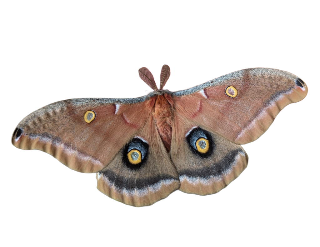 Polyphemus Moth