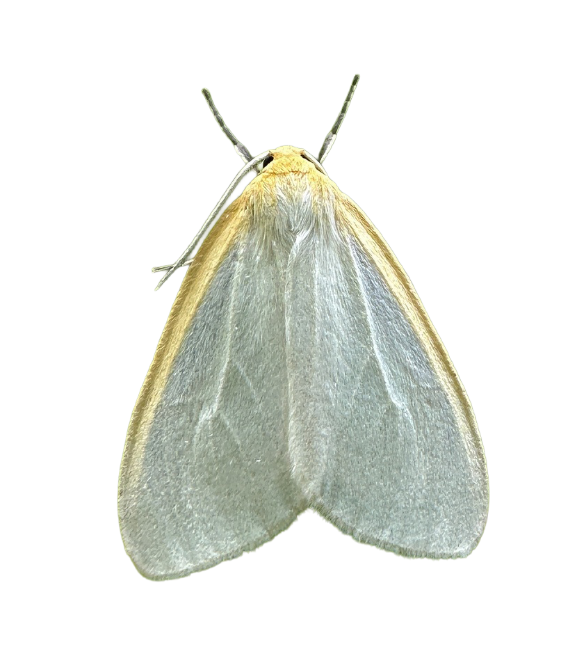 Dogbane Tiger Moth