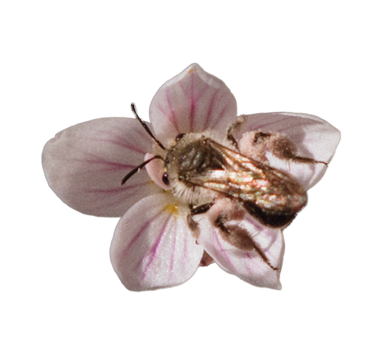 Spring Beauty Miner