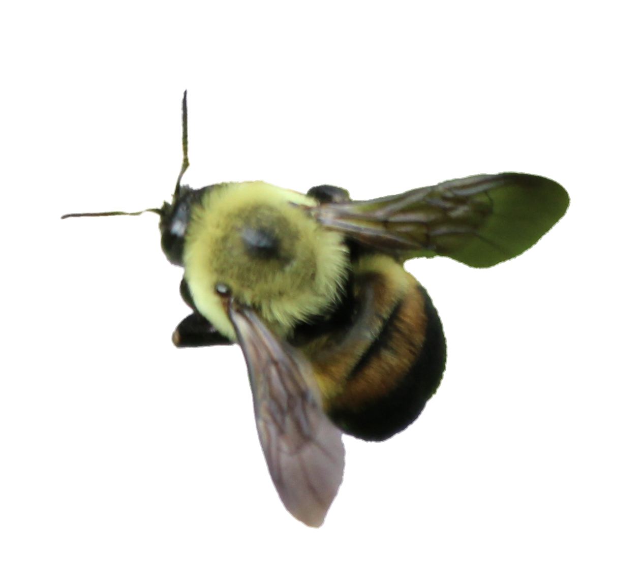 Brown-belted Bumblebee