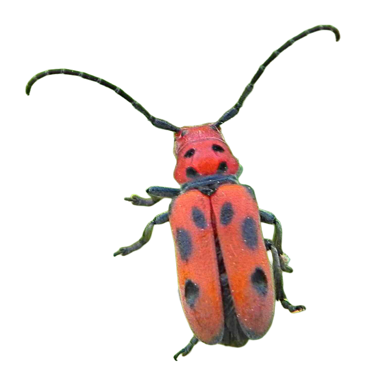 Red Milkweed Beetle