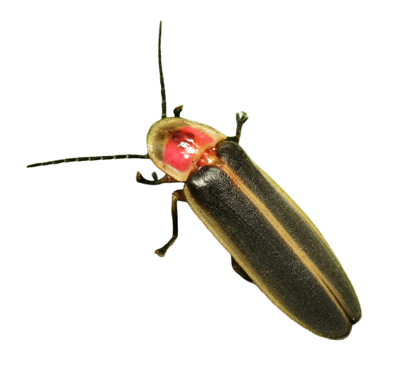 Common Eastern Firefly