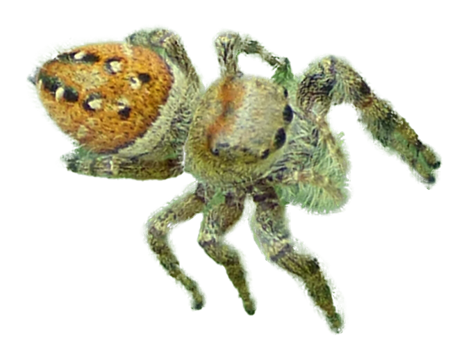 Brilliant Jumping Spider