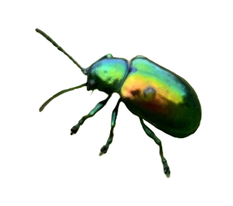      

 
    Chrysochus auratus   Hemp dogbane ( Apocynum cannabinum ) is the only plant these beetles will eat throughout their lifetime. 
 




















  
  



     
