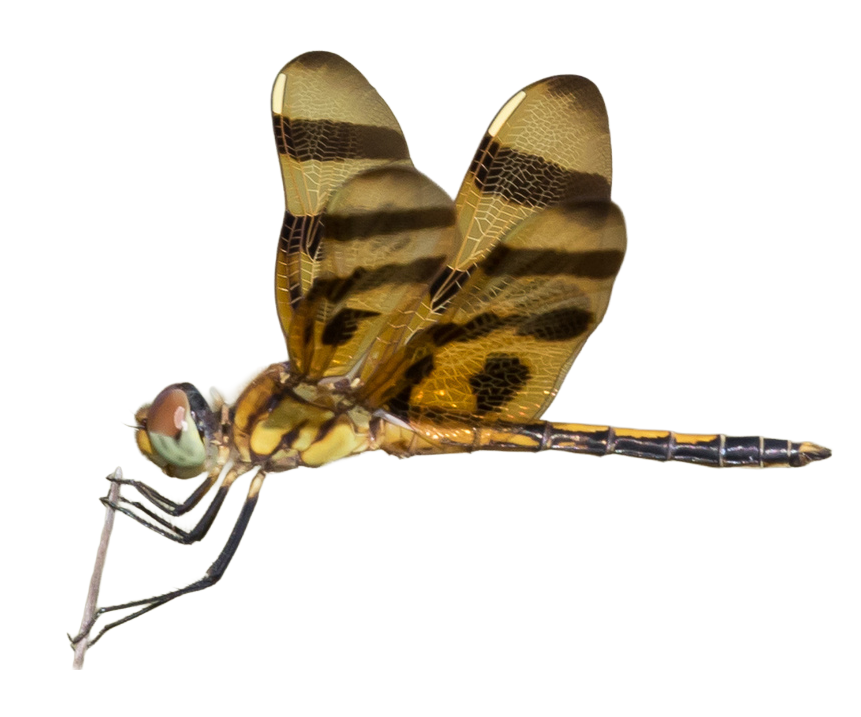 Halloween Pennant