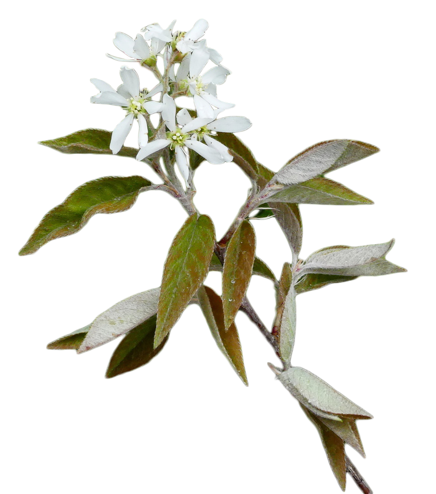 Downy Serviceberry